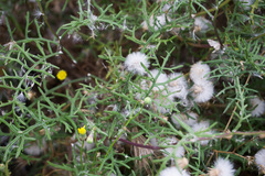 Senecio lyonii