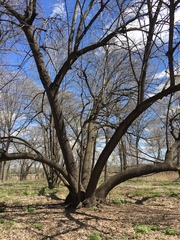 Tilia americana americana