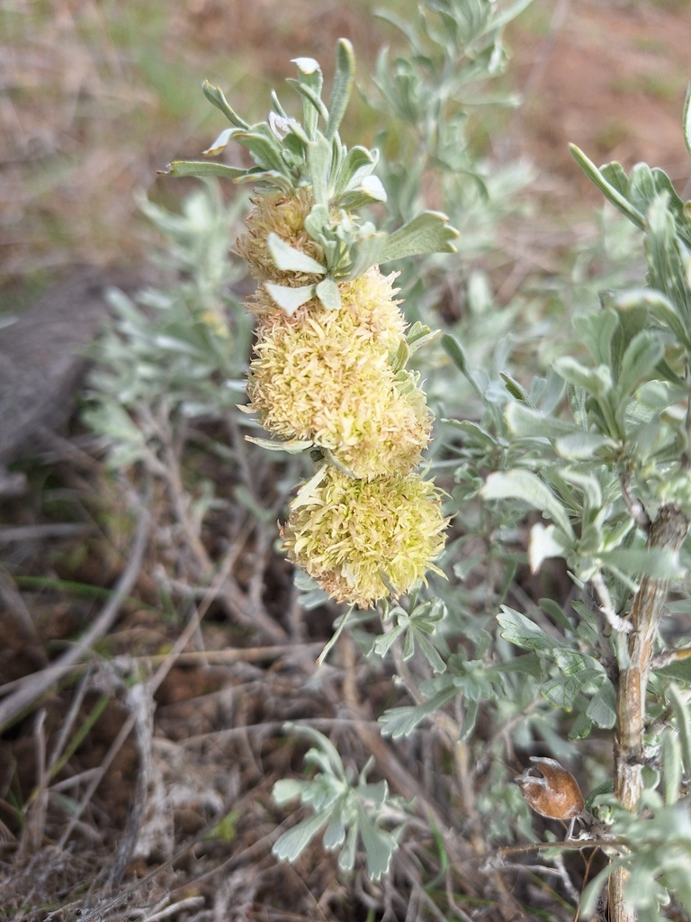 sagebrush medusa gall midge from Garden City, ID 83714, USA on March 22