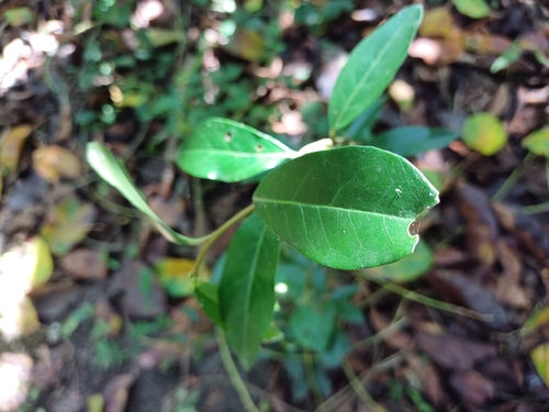 Image of White Pear (Apodytes dimidiata) by (c) Margaret Burger, some rights reserved (CC BY-SA)