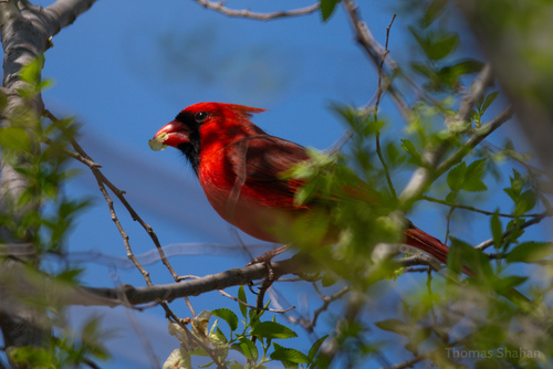 Northern Cardinal photographed in Oklahoma