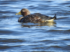 Tachyeres patachonicus