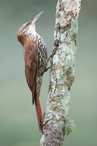 Scaled Woodcreeper
