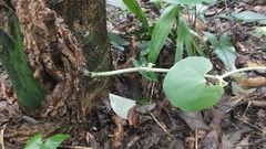 Aristolochia ringens