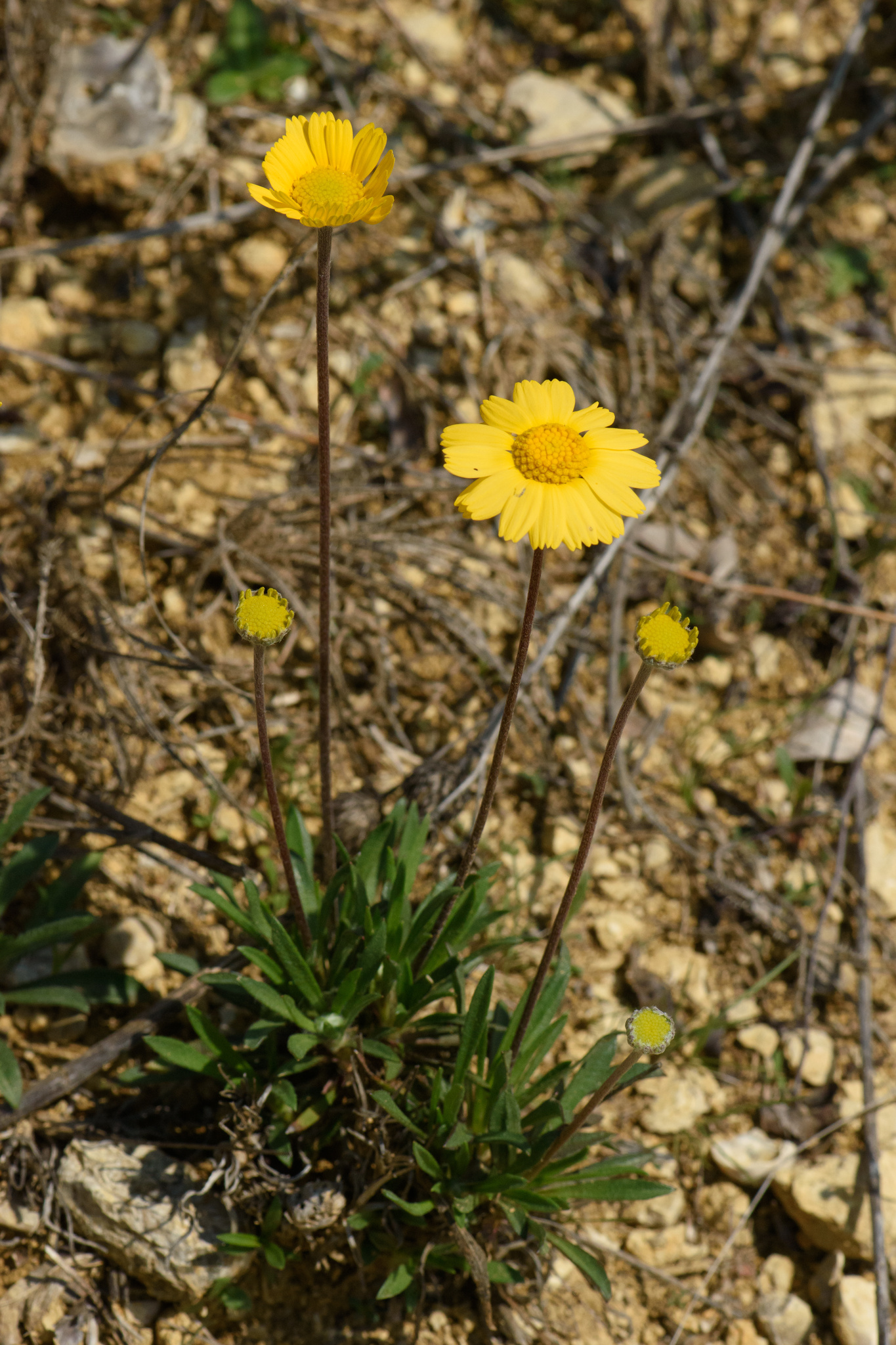 Tetraneuris scaposa var. scaposa