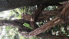 Aristolochia ringens