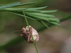 Holcostethus abbreviatus