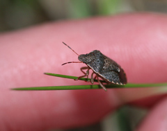 Holcostethus abbreviatus