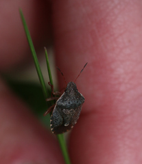 Holcostethus abbreviatus