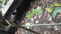 Aristolochia ringens