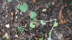 Aristolochia ringens