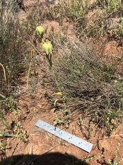 Fritillaria biflora biflora
