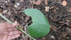 Aristolochia ringens