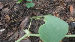 Aristolochia ringens