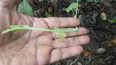Aristolochia ringens