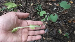 Aristolochia ringens