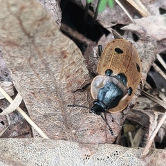 Dendroxena quadrimaculata