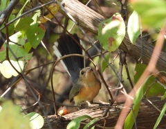 Granatellus venustus