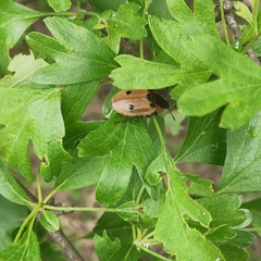 Dendroxena quadrimaculata