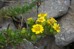 Deinandra clementina