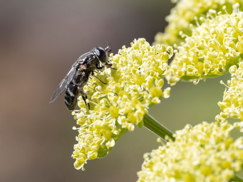 Eumerus pulchellus