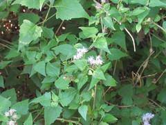 Tamaulipa azurea