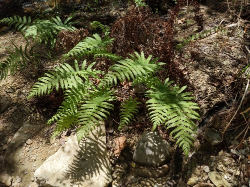 Image of Pelazoneuron ovatum by no rights reserved