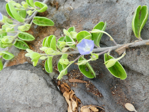 Jacquemontia sandwicensis observed 2024-03-11