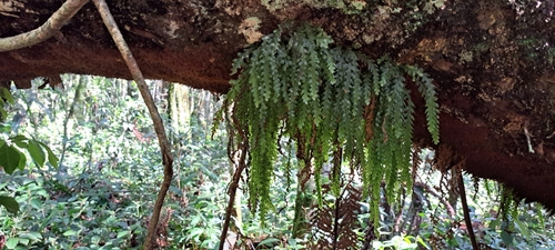 Image of Trichomanes polypodioides by (c) William G. Borges, some rights reserved (CC BY)