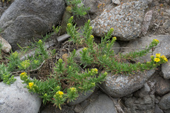 Deinandra clementina