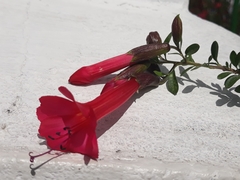 Cantua buxifolia