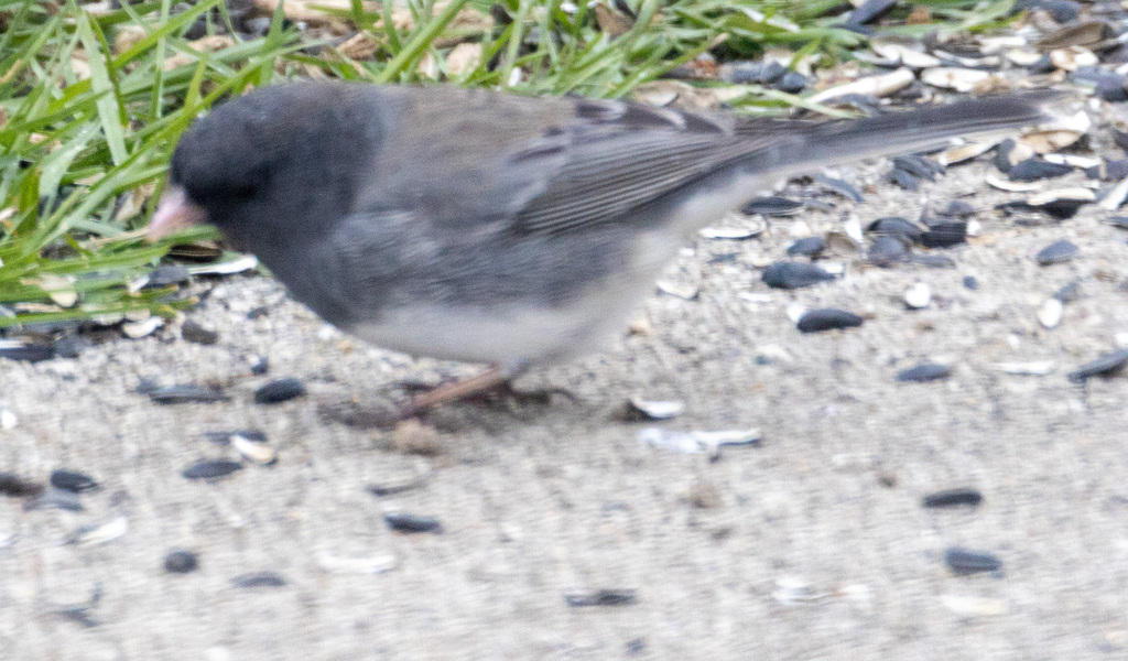 Dark-eyed Junco from Centerville, OH, USA on March 22, 2024 at 02:37 AM ...