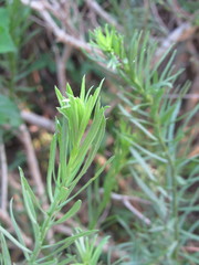 Baccharis angustifolia
