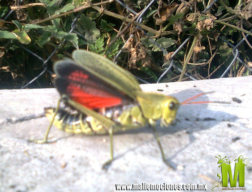 Romalea picticornis