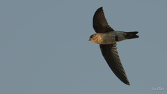 Edible-Nest Swiftlet photo 3