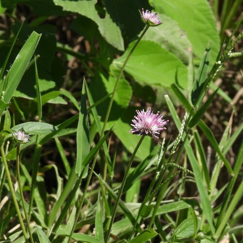 Gomphrena haenkeana (Gomphrena haenkeana)