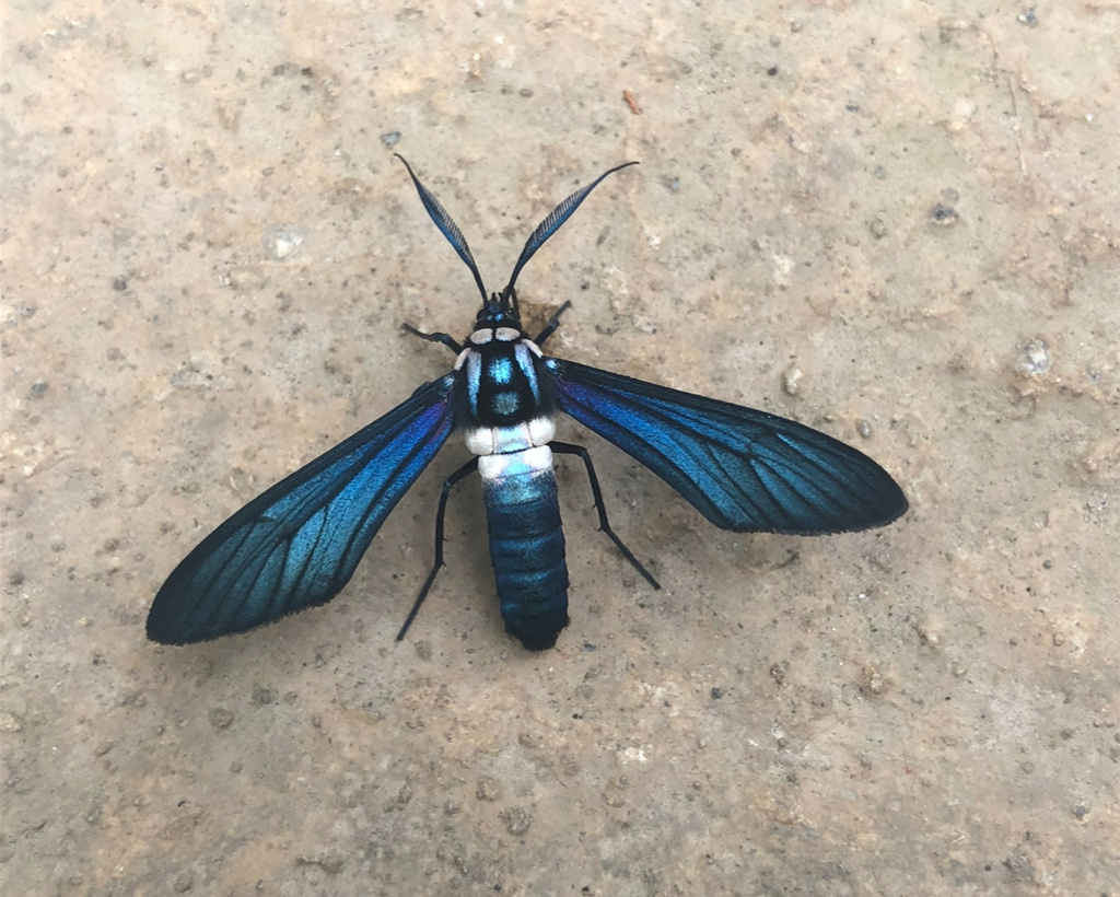 Eriphioides ecuadoriensis