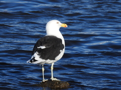 Larus dominicanus