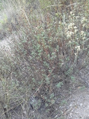 Baccharis boliviensis