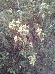 Baccharis boliviensis