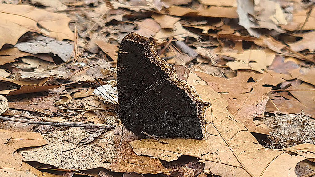 Mourning Cloak From Jackson County MI USA On March 4 2024 At 11 32   Large 