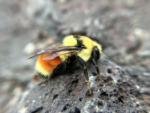 Hunt's Bumble Bee photographed in Idaho