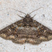 Goat Zale Moth - Photo (c) Greg Lasley, some rights reserved (CC BY-NC), uploaded by Greg Lasley