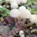 Minikmürekkep mantarı (Coprinellus disseminatus)