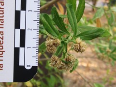 Baccharis heterophylla