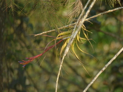 Tillandsia polystachia