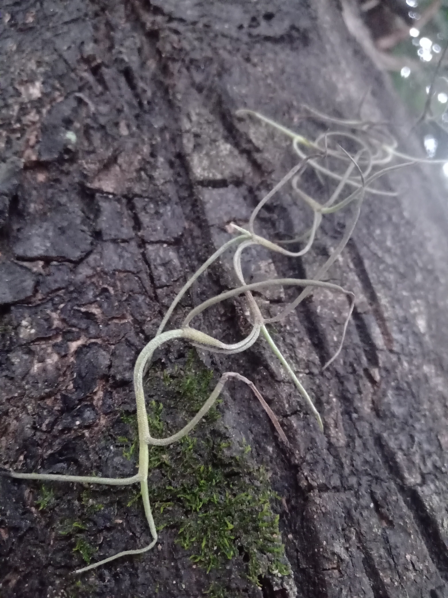 Tillandsia usneoides