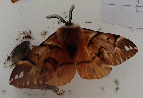 Endromis versicolora