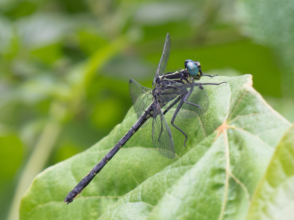 Little Longlegs