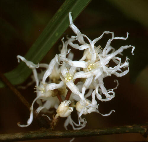 Rourea myriantha